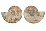 8.2" Agatized, Cut & Polished Ammonite Fossil - Madagasar - #191368-1